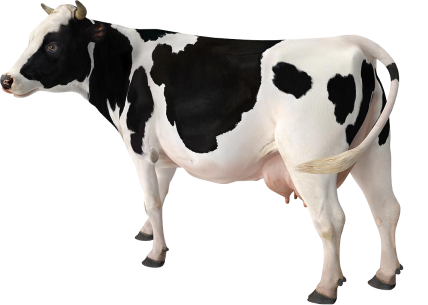 cow